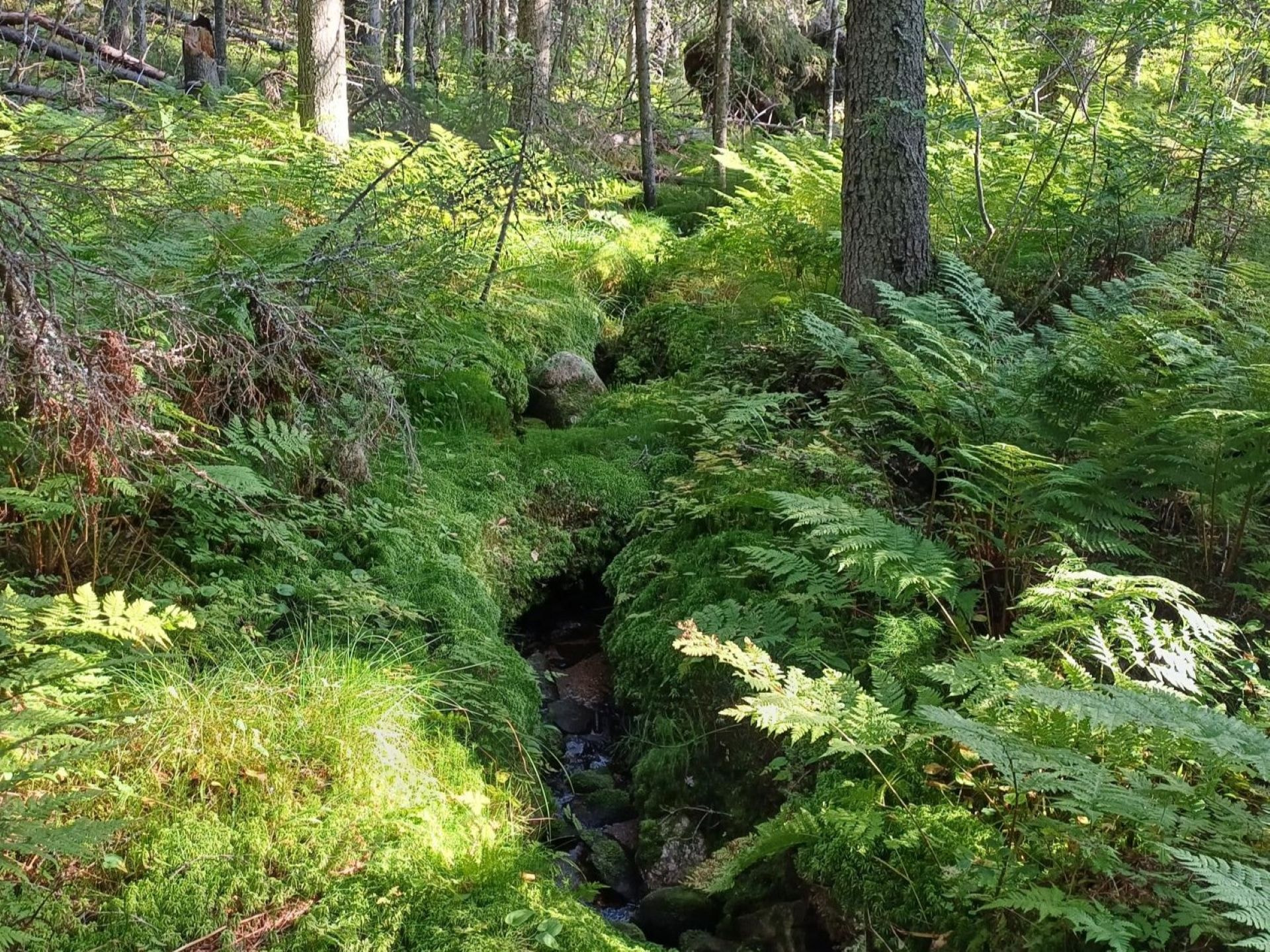 Luonnonarvokauppa – mitä se tarkoittaa metsänomistajalle?