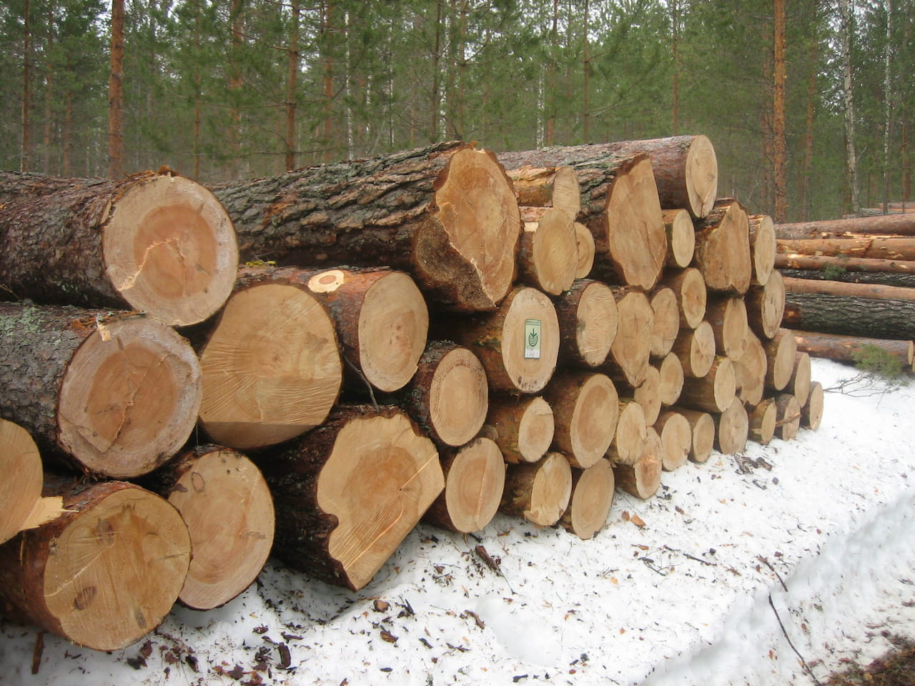 Puukauppa jatkunut normaalisti lakoista huolimatta Pohjois-Suomessa