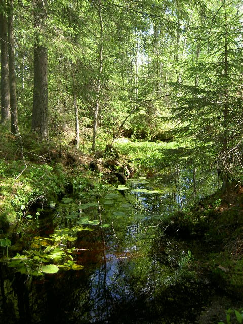 Vanhoja metsiä suojellaan osana EU:n biodiversiteettistrategian toimeenpanoa