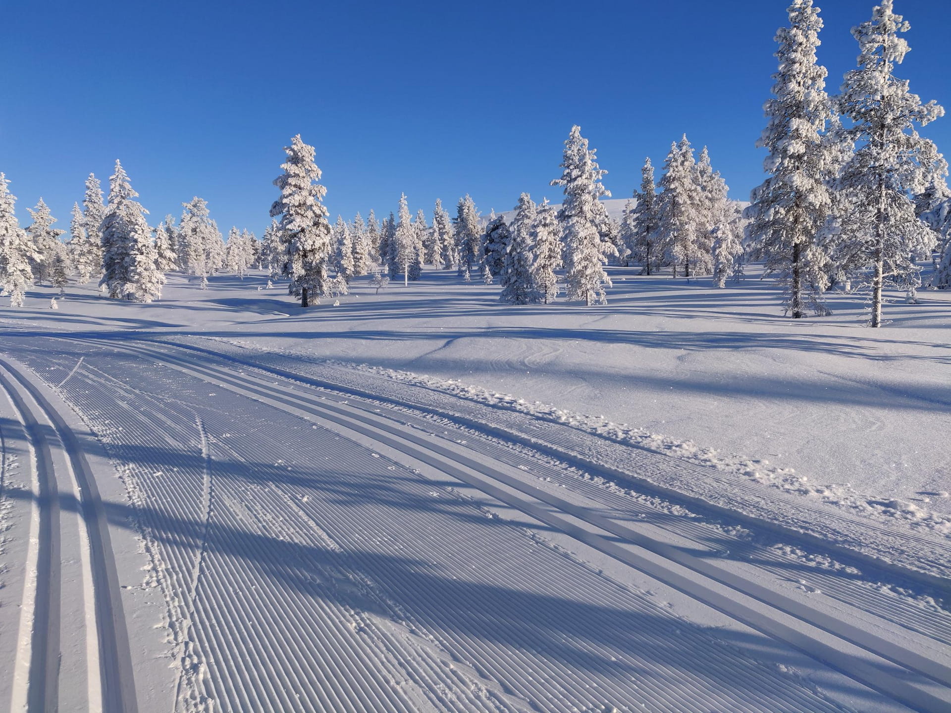 SM-Metsätaitokisat