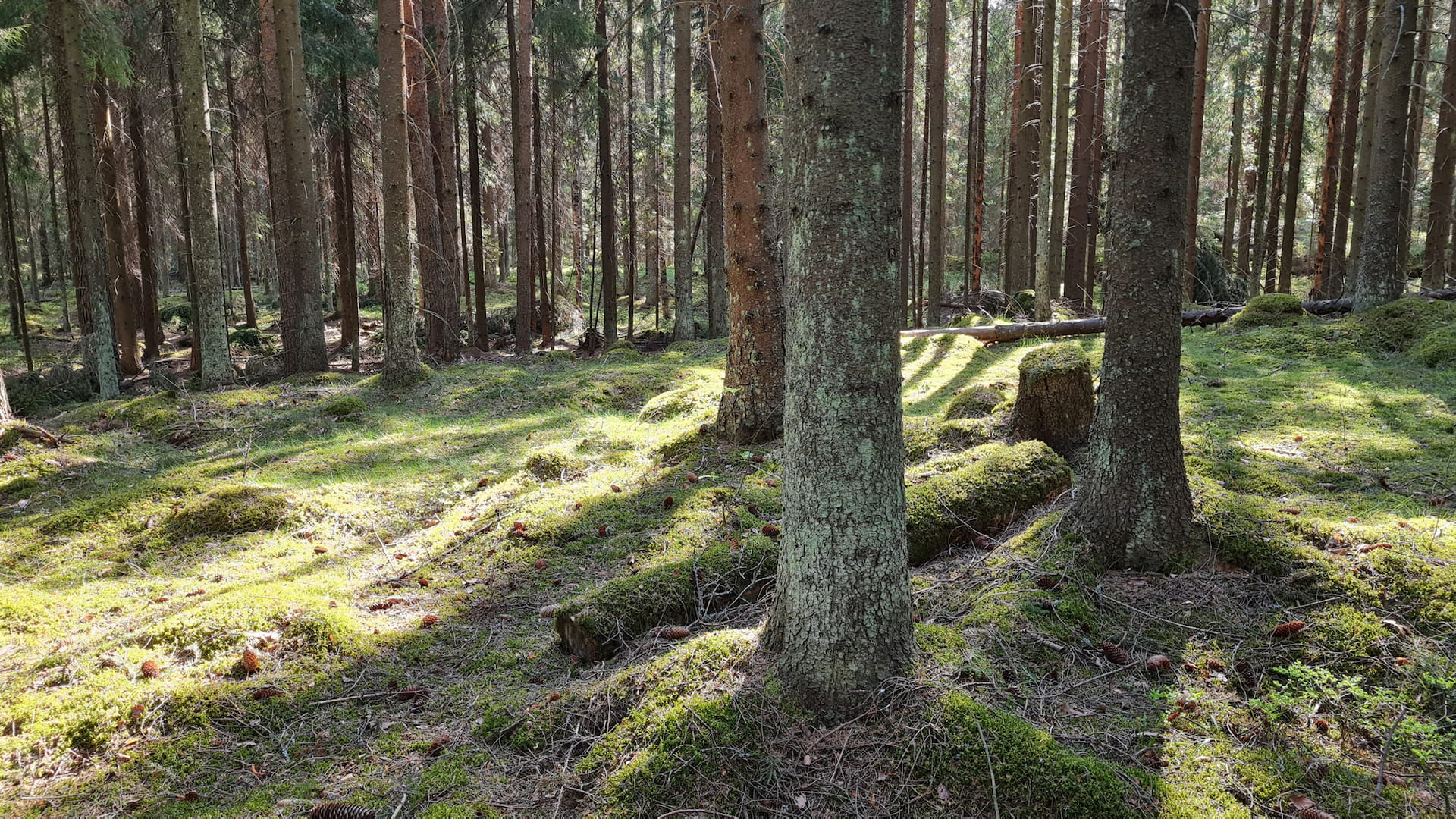 Ympäristökoulutussarja 1/3: Monimuotoisuus