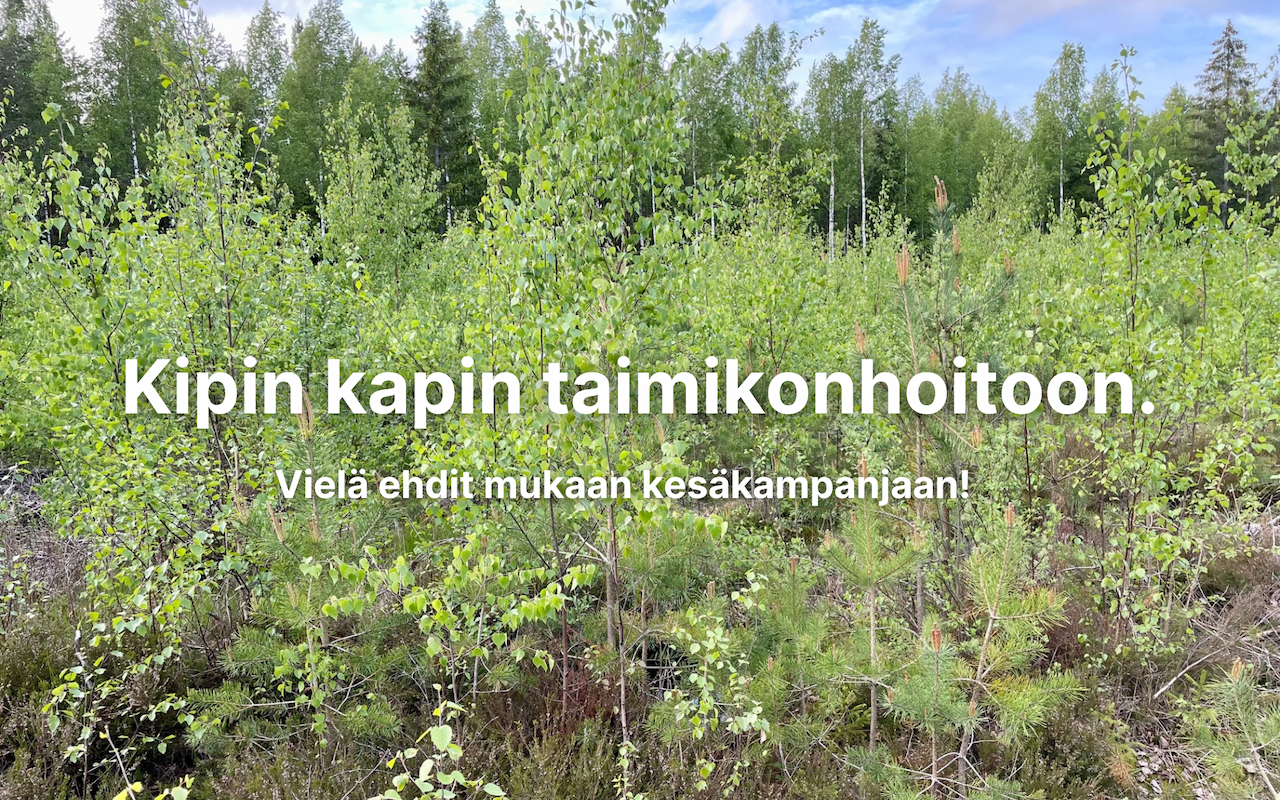 Nyt kipin kapin taimikonhoitoon