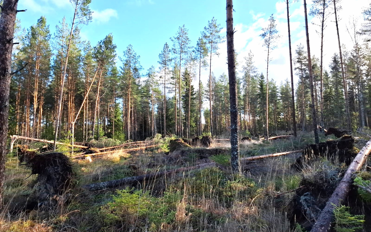 Näin varaudut myrskytuhoihin