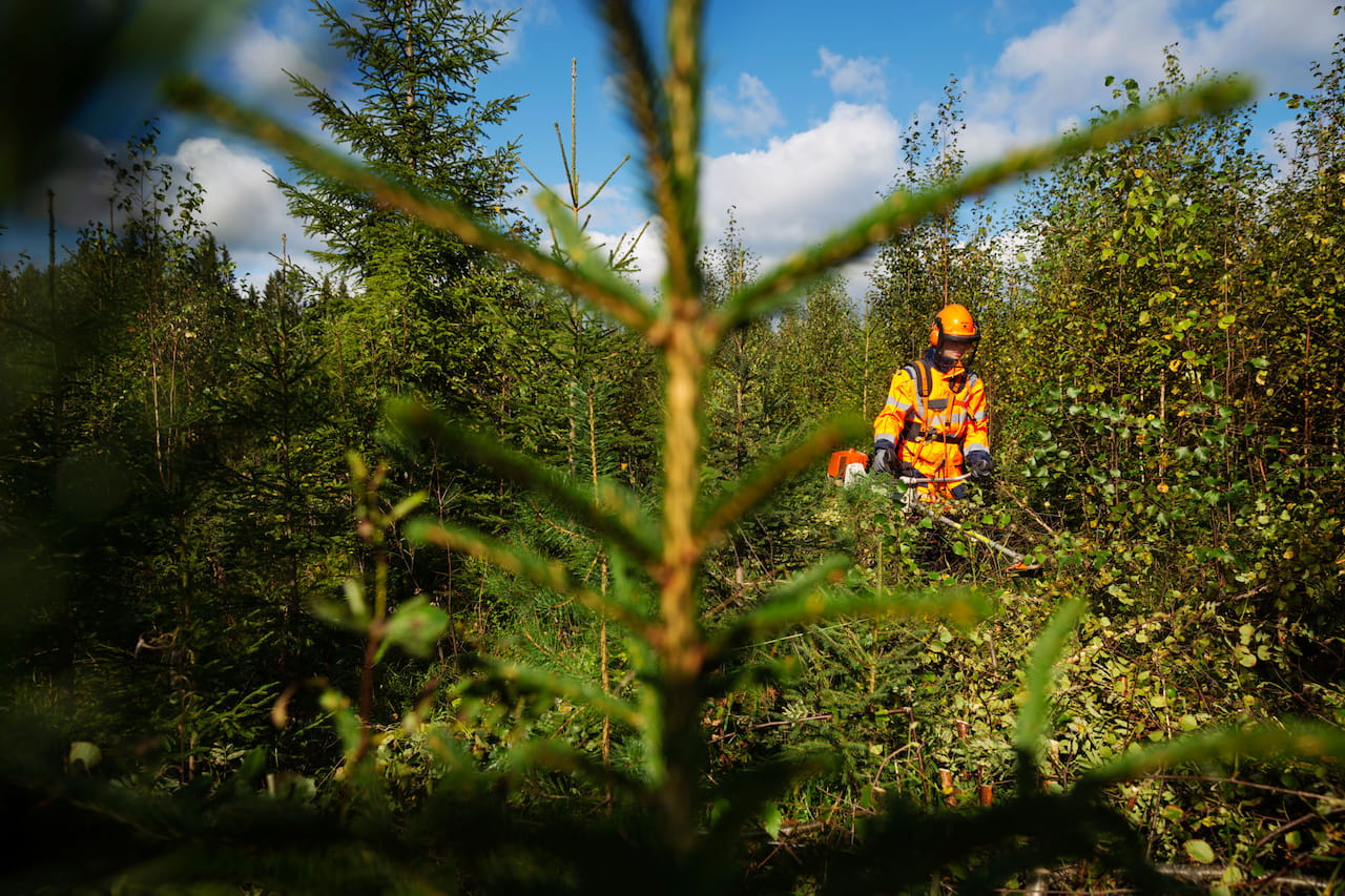 Taimikon ja nuoren metsän hoidon tuen hakuaika lyheni