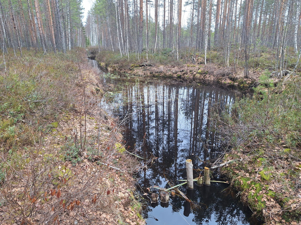 Parikkalan Koirasuon valuma-alueen kunnostuksen Metsäsäätiön apuraha