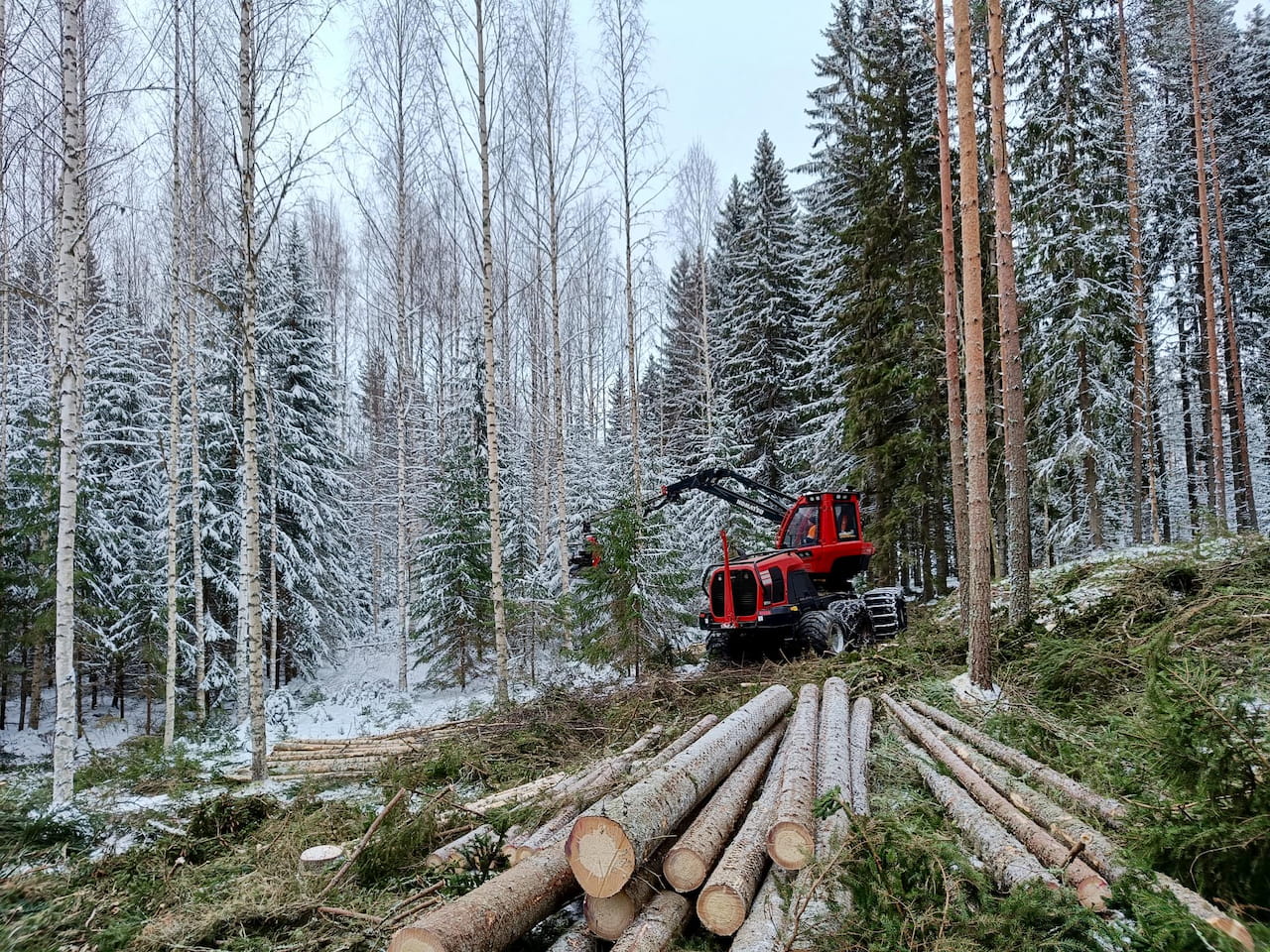 Puumarkkinakatsaus helmikuu 2025