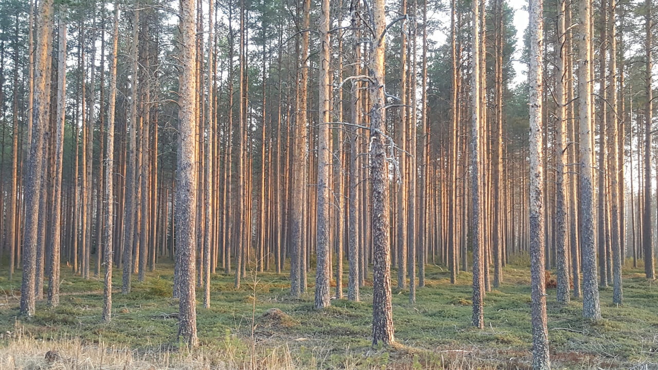 Metsänhoitoyhdistys Pyhä-Kalan uusi valtuusto