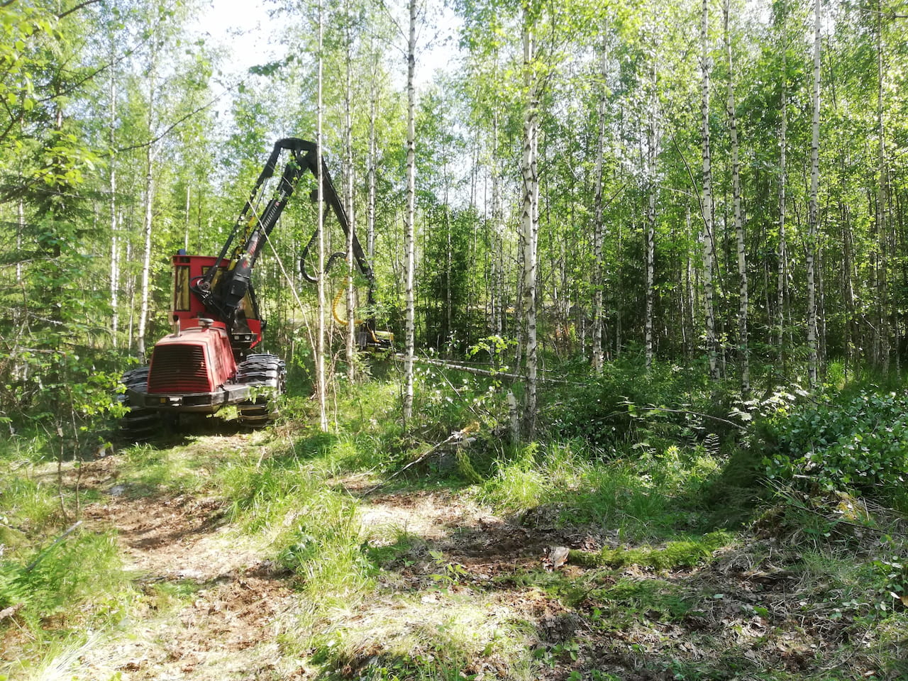 Syyskuun puumarkkinakatsaus: Hyvät, pahat ja raakut ­– Luontoarvot osaksi puukauppojen kilpailutusta on vastuuteko