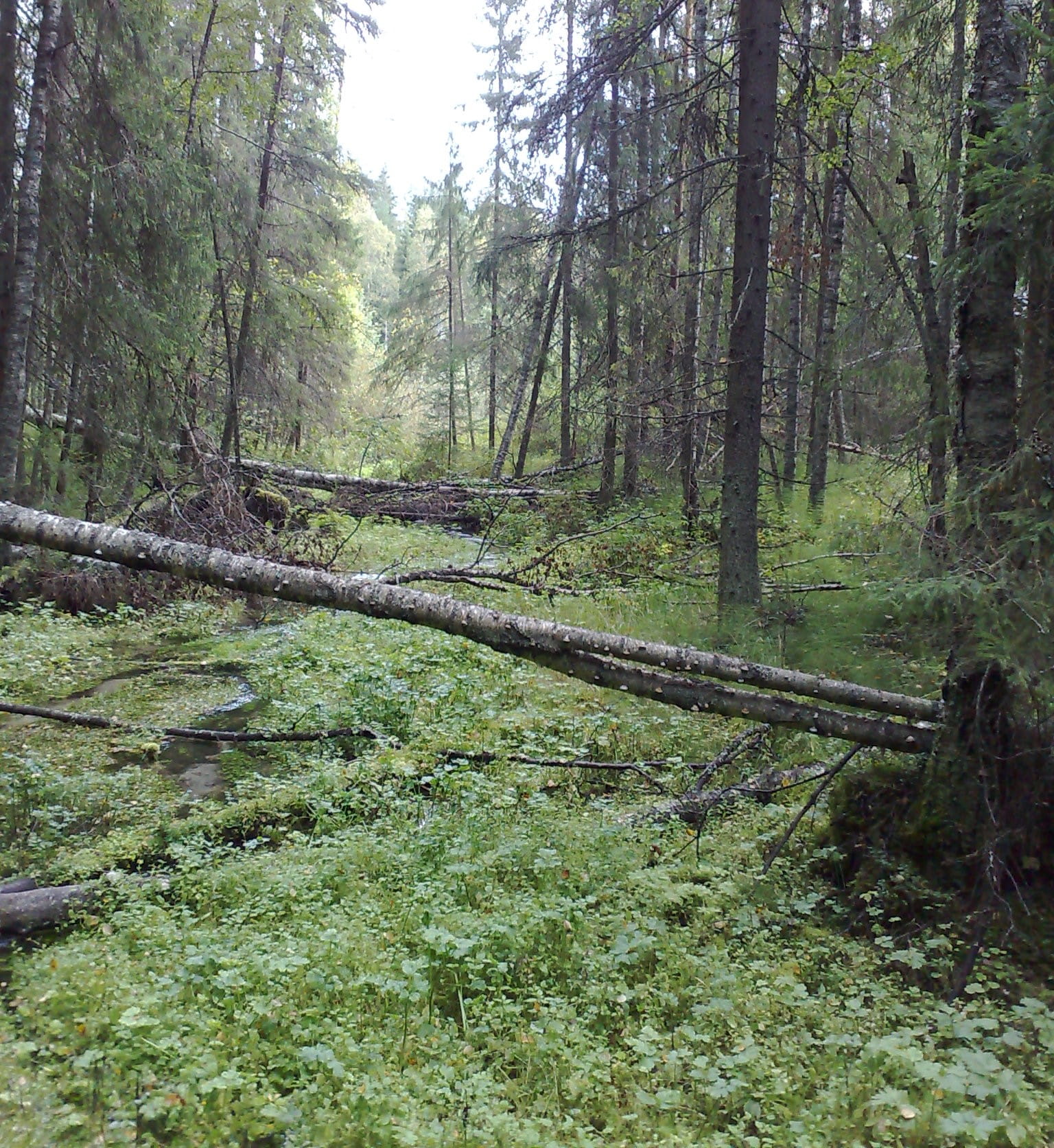 Millaisille kohteille tukea metsien luontoarvoista?