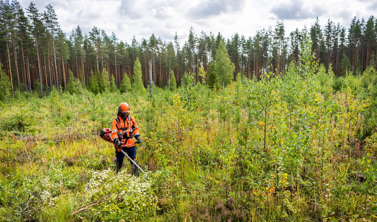 Taimikonhoitokurssi metsänomistajille