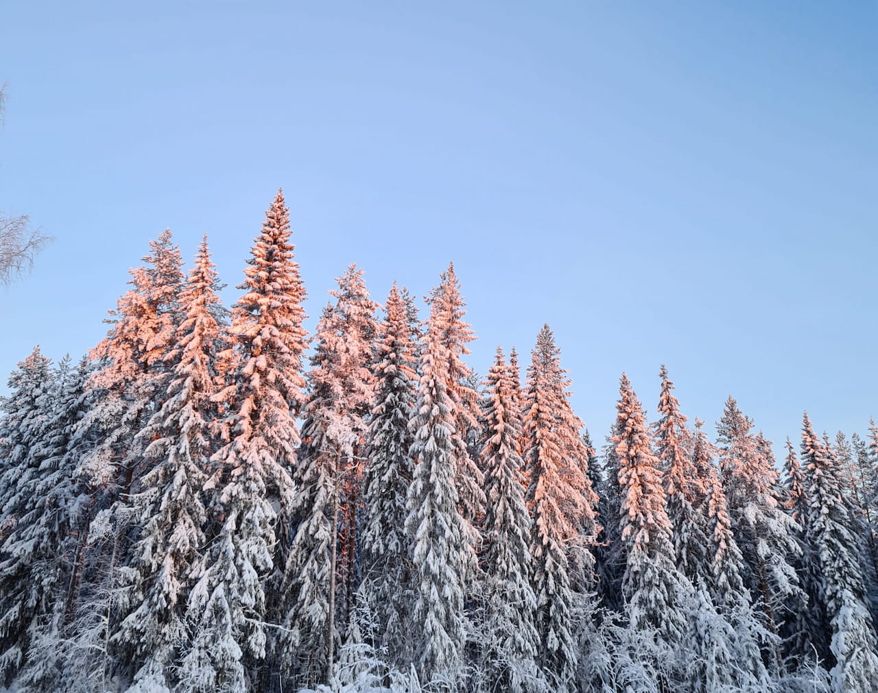 Uusi vuosi ja metsän uusi kasvu