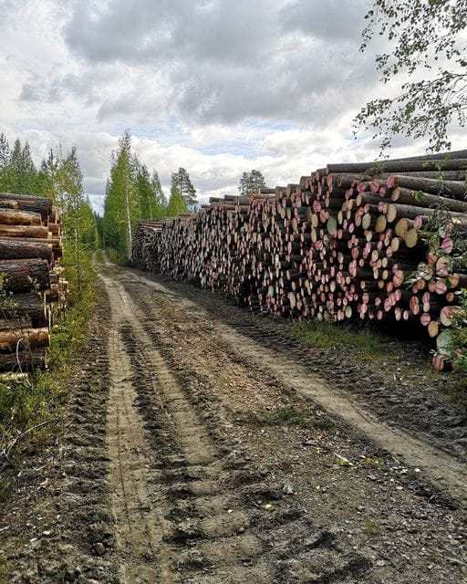 Pohjois-Suomen puumarkkinat positiivisessa vireessä