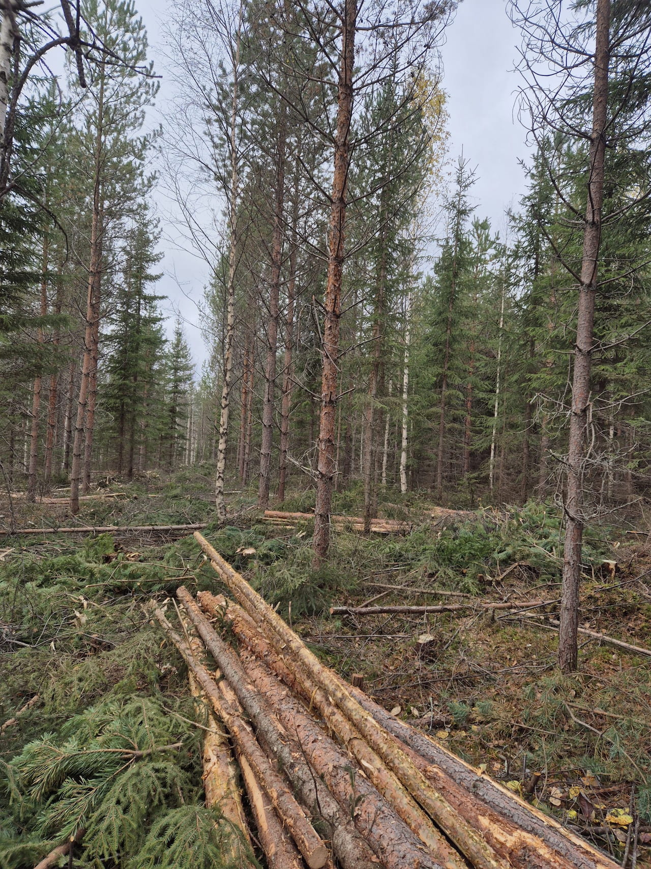 Ajantasainen puumarkkinatieto parantaa metsänomistajan tilipussia