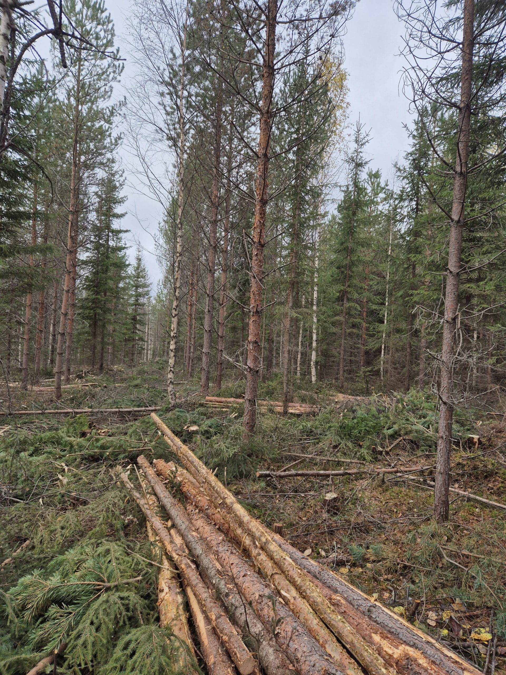 Puumarkkinatilanne jatkuu hyvänä Kainuussa 2025