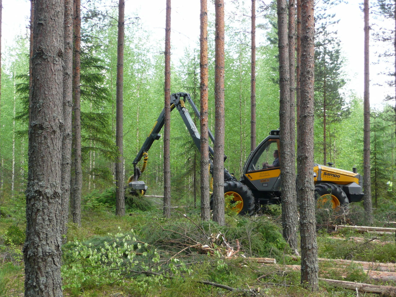 Ajantasainen markkinatieto metsänomistajan valttina