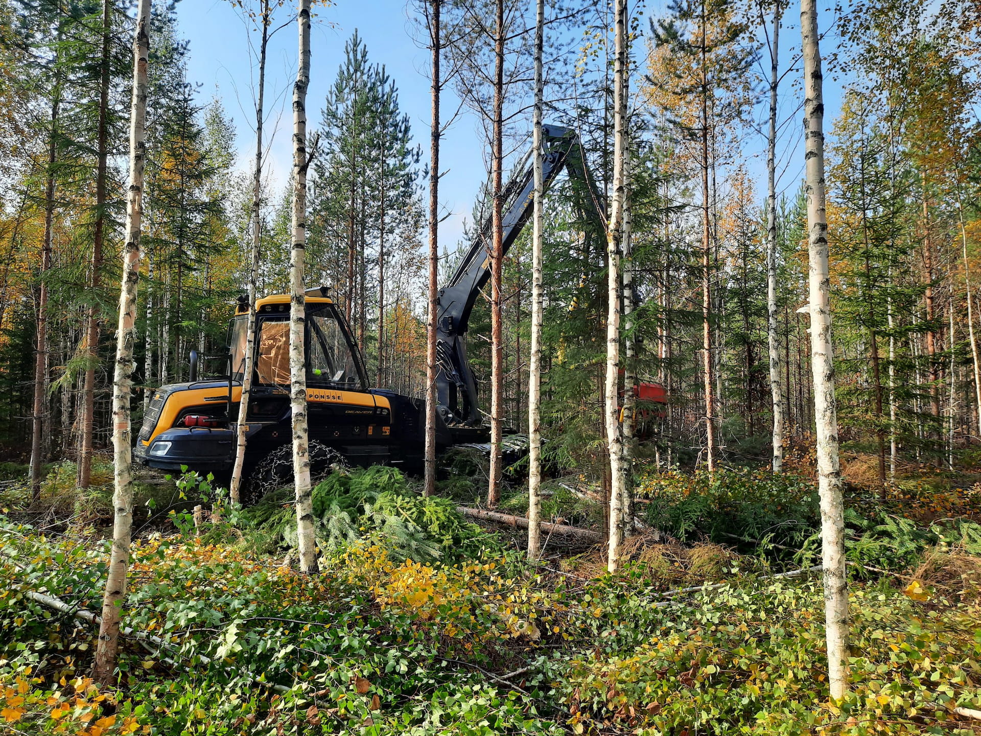 Metsän - ja luonnonhoitoa nuorissa metsissä -teemailta Savonlinnassa (Metsäkeskus)