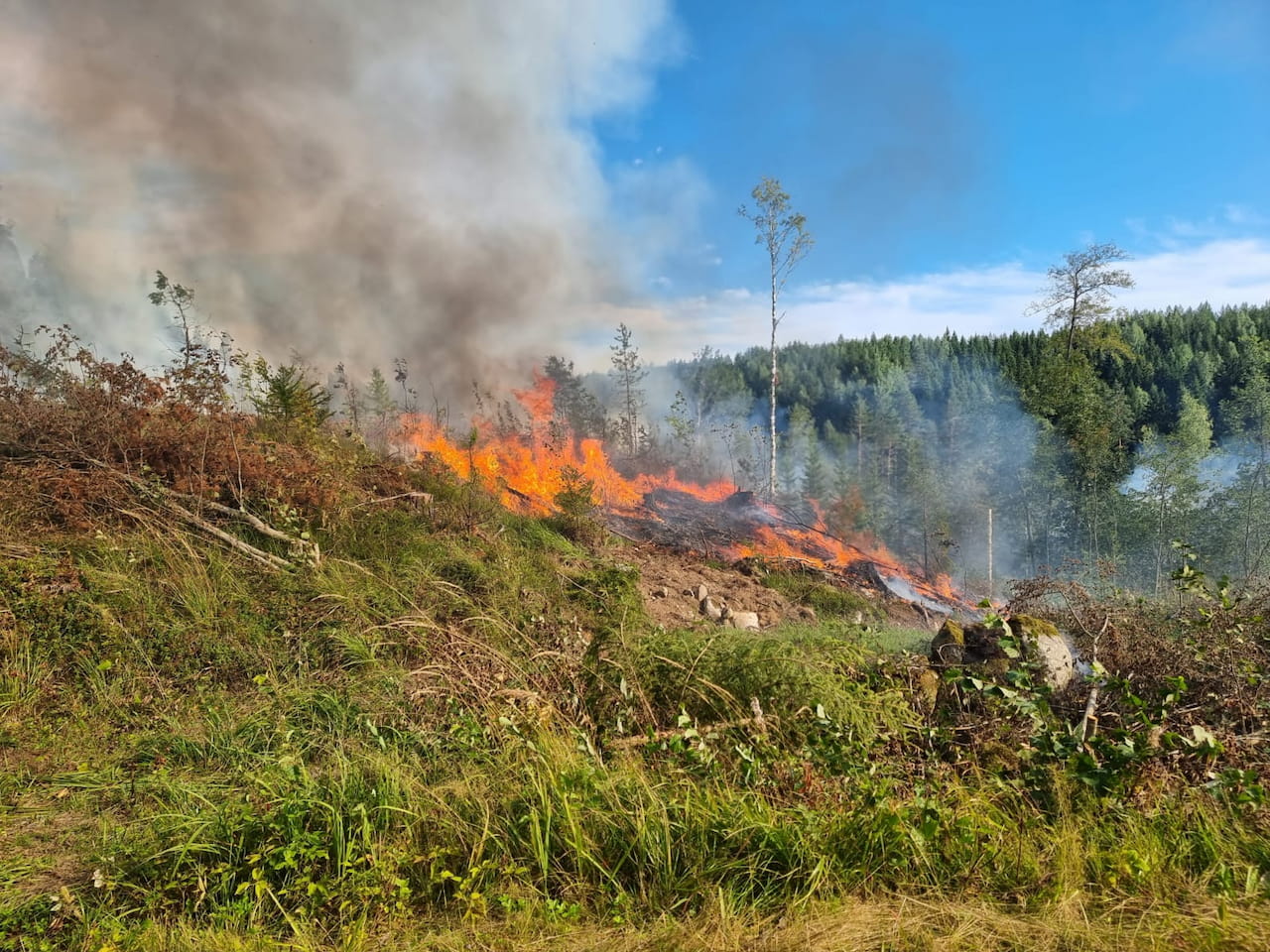 Tuli uudisti metsää Savonrannalla