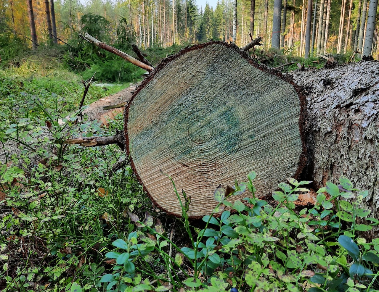 Puumarkkinakatsaus syyskuu 2024