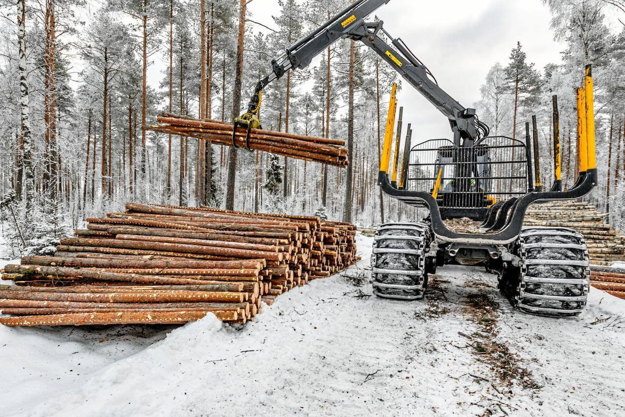 Puumarkkinakatsaus tammikuu 2025