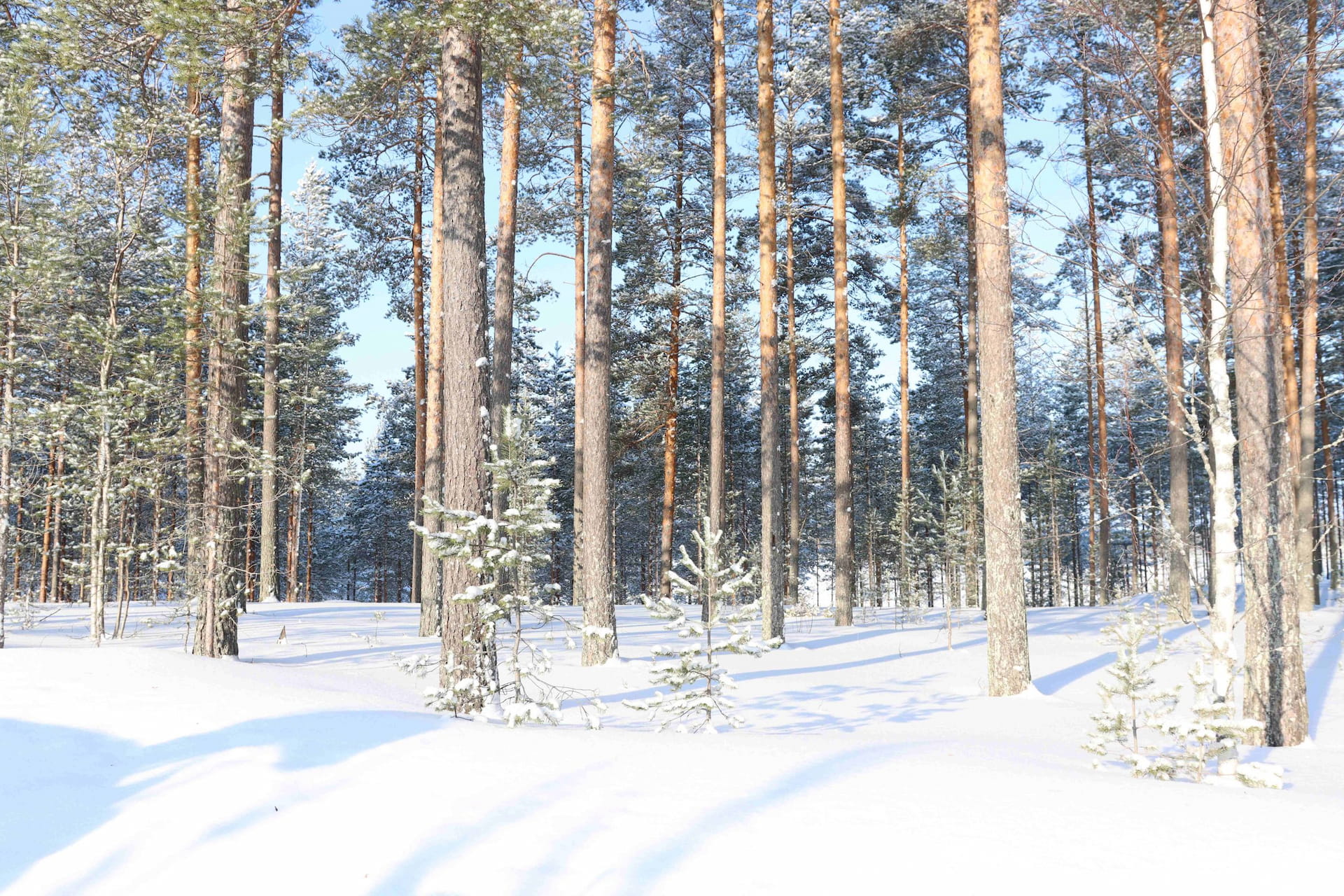 Perinteinen Metsäpäivä Vantaalla