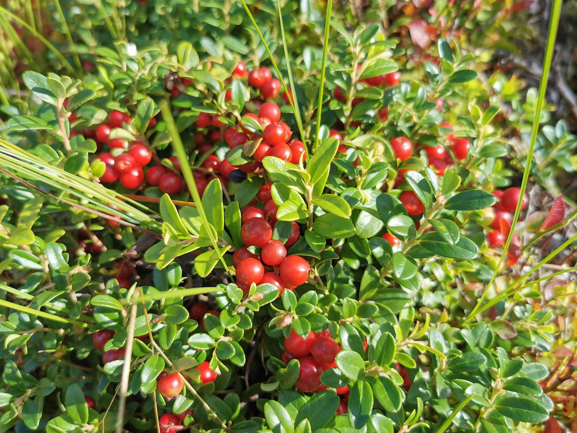 Metsänhoitoyhdistys tuntee metsäsi