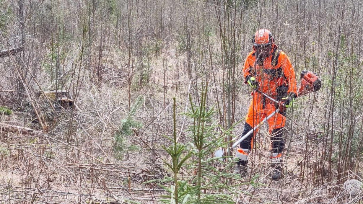 Hakuaika taimikon- ja nuoren metsän hoidon Metka- tukeen lyheni