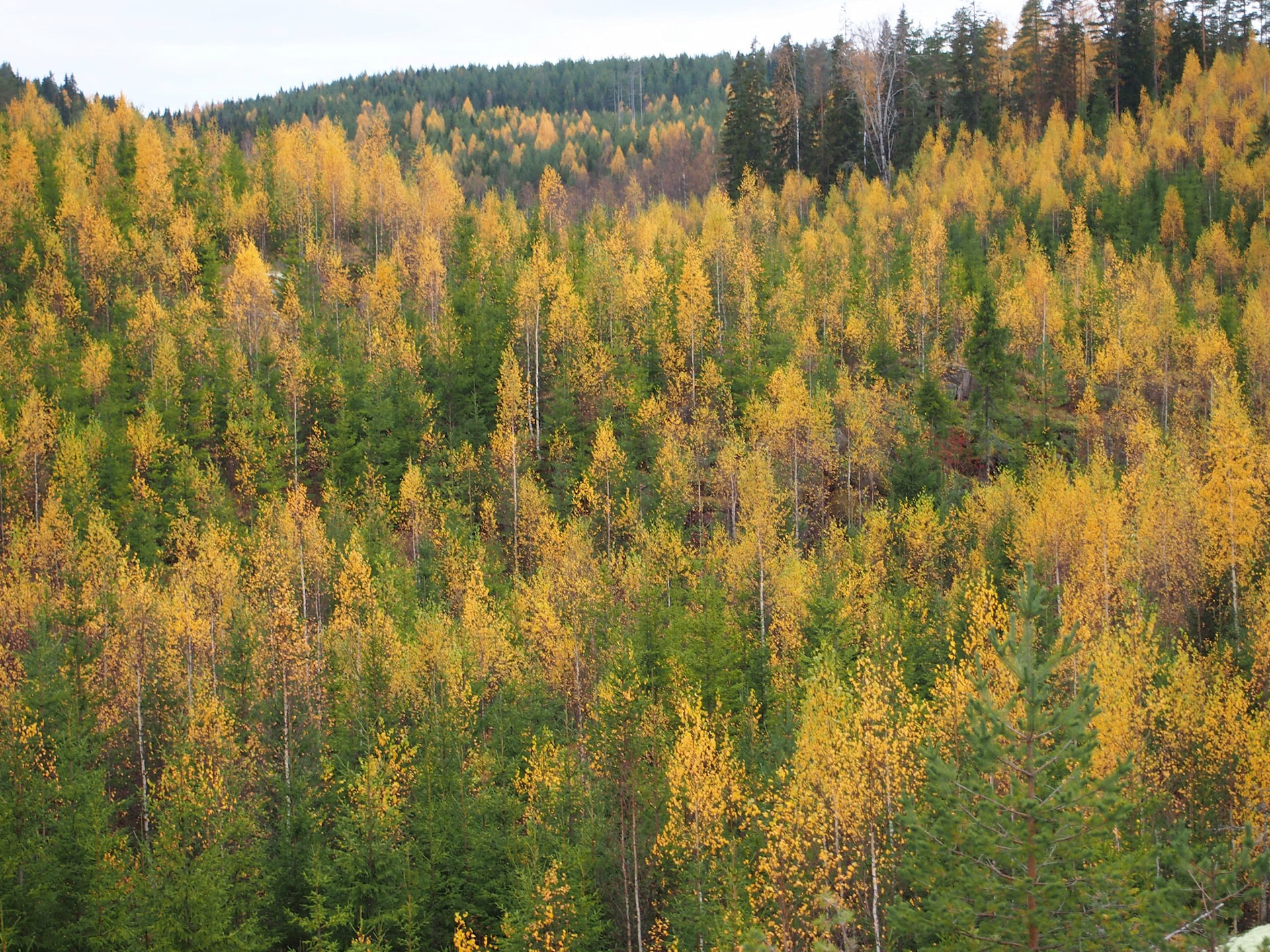 Mhy Auranmaa ja Mhy Salometsä yhdistyvät