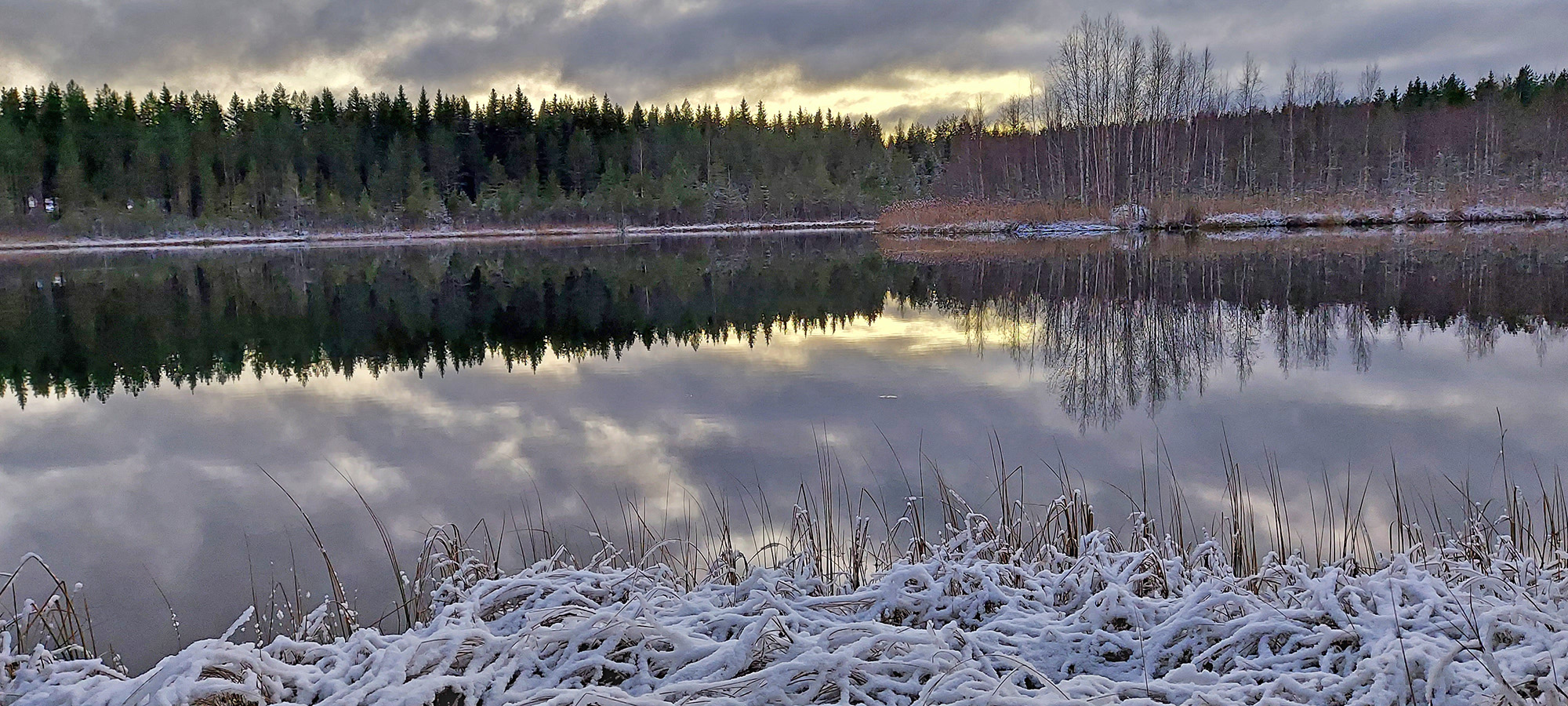 Etelä-Savo - Metsä